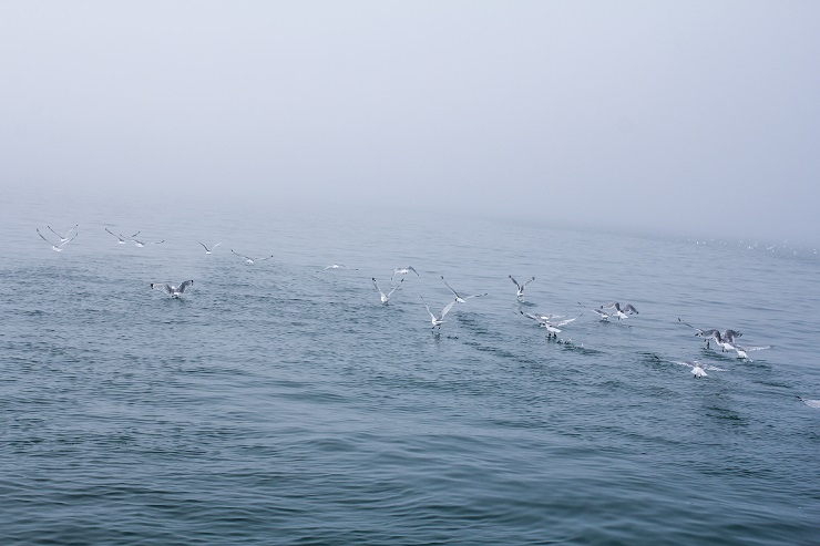 Cordova, Alaska | TheRoastedRoot.net #travel #copperriversalmon #knowyourfisherman #sustrainablesalmon
