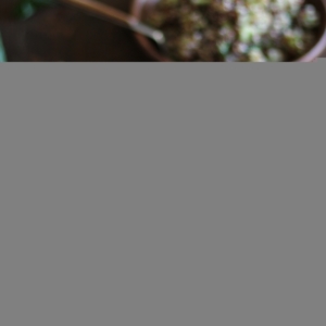 Refreshing tri-color quinoa salad with cucumber, mint, and lime dressing | theroastedroot.net #vegan #healthy #recipe #vegetarian
